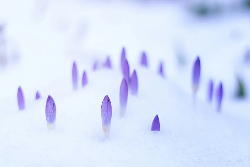 Krokusse im Schnee